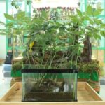 Cận cảnh củ sâm Ngọc Linh tự nhiên quý hiếm với nhiều năm tuổi và hình dáng đặc biệt