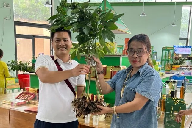 Phiên chợ sâm Ngọc Linh với nhiều gian hàng trưng bày và bán các sản phẩm từ sâm