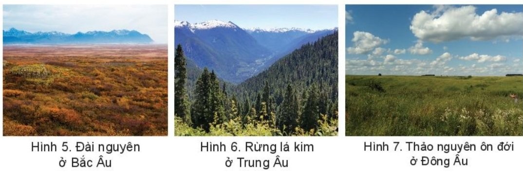 Đới thiên nhiên rừng lá kim ở châu Âu