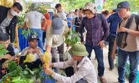 Người dân địa phương thu hoạch sâm Ngọc Linh trên núi cao