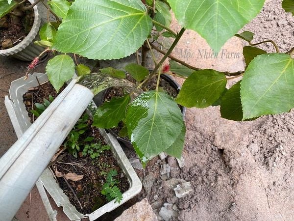 Bổ sung nước và dinh dưỡng đầy đủ sẽ giúp cây đuôi chồn đỏ phát triển tốt nhất và ra nhiều hoa với kích thước tối ưu