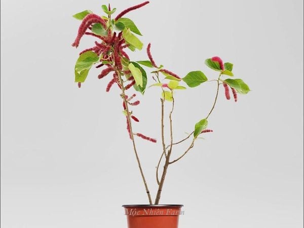 Nhân giống cây đuôi chồn đỏ