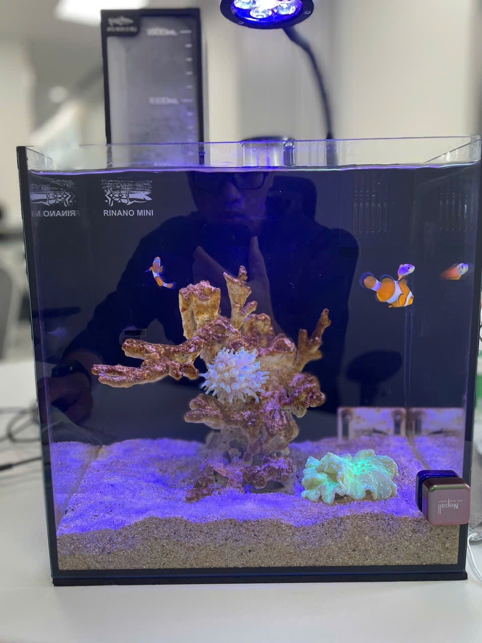 hình ảnh hồ cá nemo đơn giản