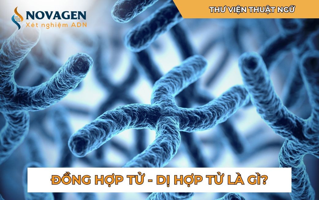 So sánh thể đồng hợp và thể dị hợp trong di truyền học