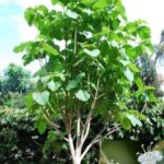 Cây giá trị giúp bạn xác định các yếu tố tạo nên giá trị cho khách hàng