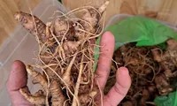 Sâm Ngọc Linh được sử dụng trong nhiều bài thuốc cổ truyền và các sản phẩm chăm sóc sức khỏe hiện đại