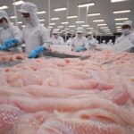 người nuôi cá tra thu hoạch cá