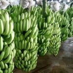 Giá chuối tại vườn hôm nay