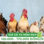 Giá gà ta thịt hôm nay