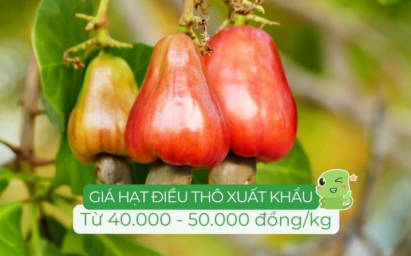 Giá hạt điều thô từ 40.000 đến 50.000 đồng/kg tùy vào vùng trồng