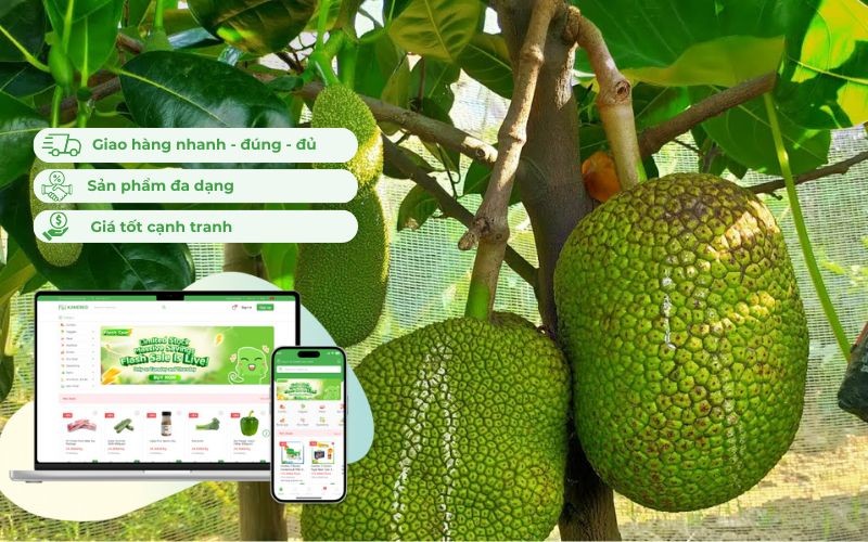 Địa chỉ mua mít siêu sớm uy tín