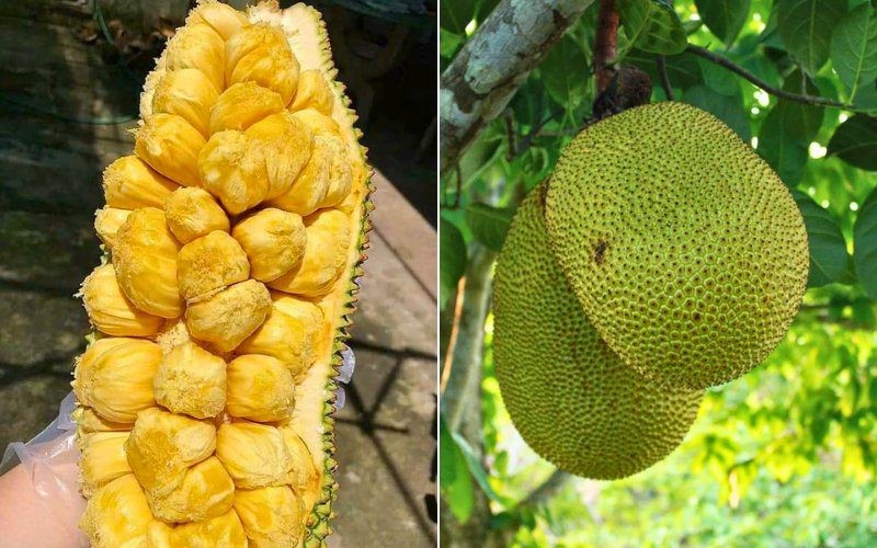 Các loại mít phổ biến