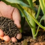 Bảng giá phân vi sinh được cập nhật hôm nay tại Xe Tải Mỹ Đình
