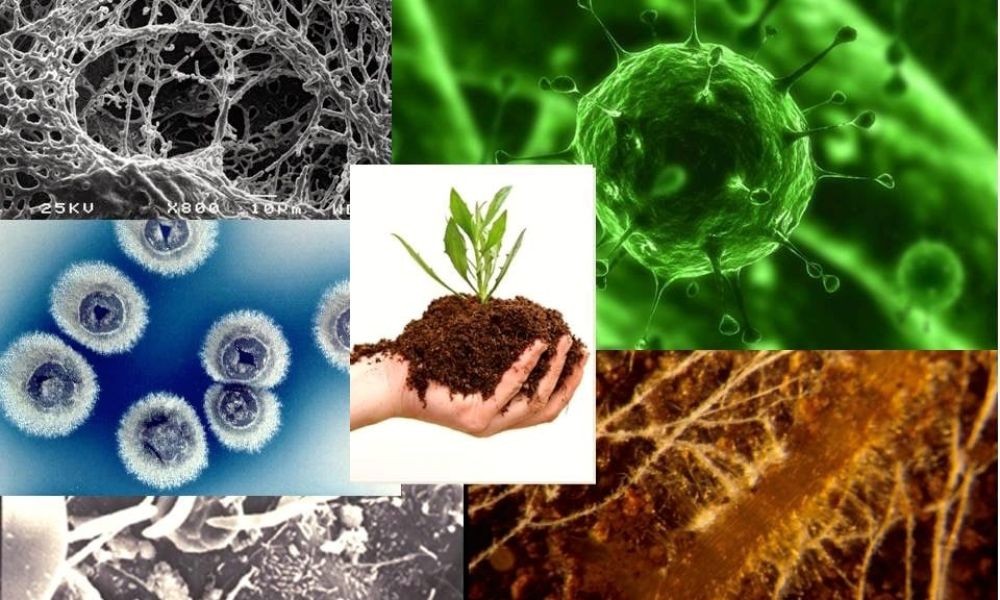 Tác dụng của phân hữu cơ vi sinh đối với cây trồng được minh họa bởi Xe Tải Mỹ Đình