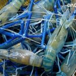 Bảng giá tôm càng xanh hôm nay tại Hà Nội