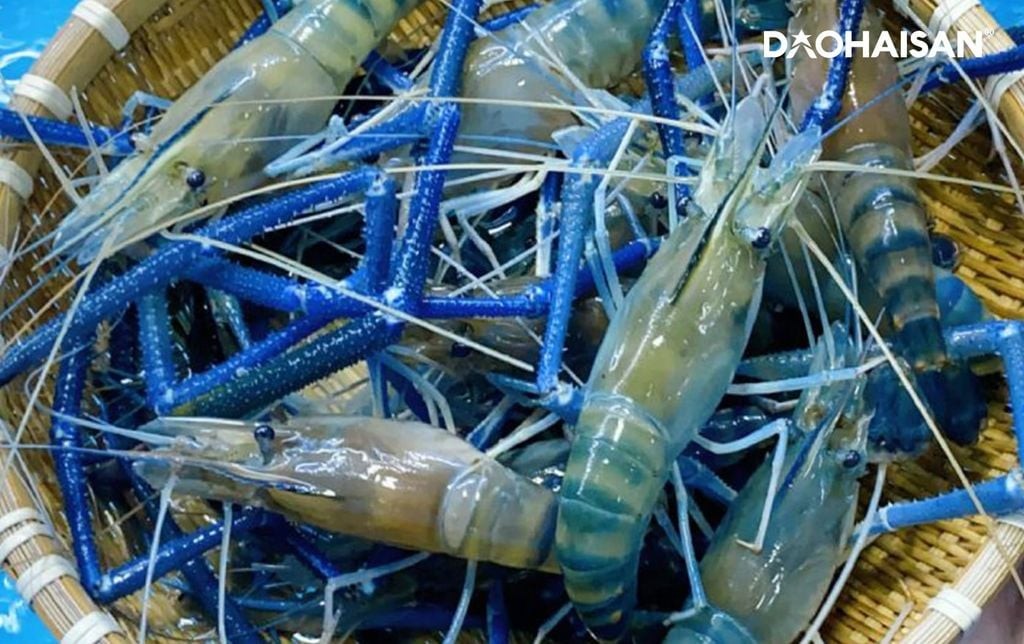 Bảng giá tôm càng xanh hôm nay tại Hà Nội