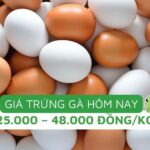 Bảng giá trứng gà các loại tại Mỹ Đình