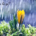 Địa hình Việt Nam đa dạng tạo nên sự khác biệt về mưa