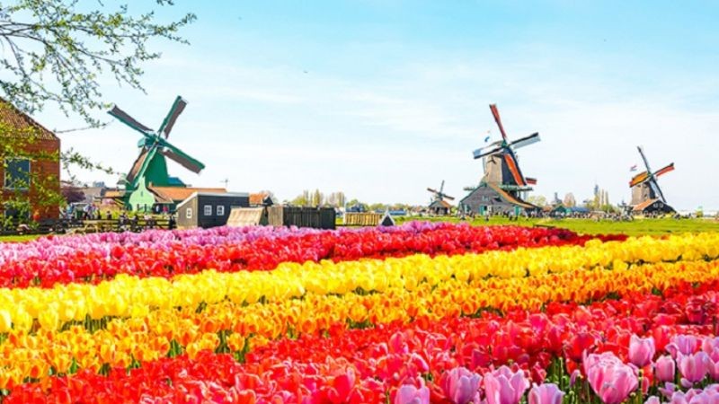 Mùa hoa tulip ở Hà Lan