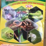 Nấm xanh Metarhizium