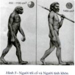 Hình ảnh minh họa về sự khác biệt giữa người tối cổ và người tinh khôn, tập trung vào cấu trúc xương và hộp sọ.