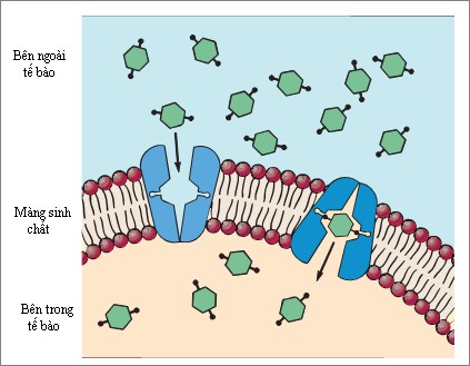 Vận chuyển các chất qua màng sinh chất nhờ các protein
