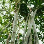 ảnh: nội lực