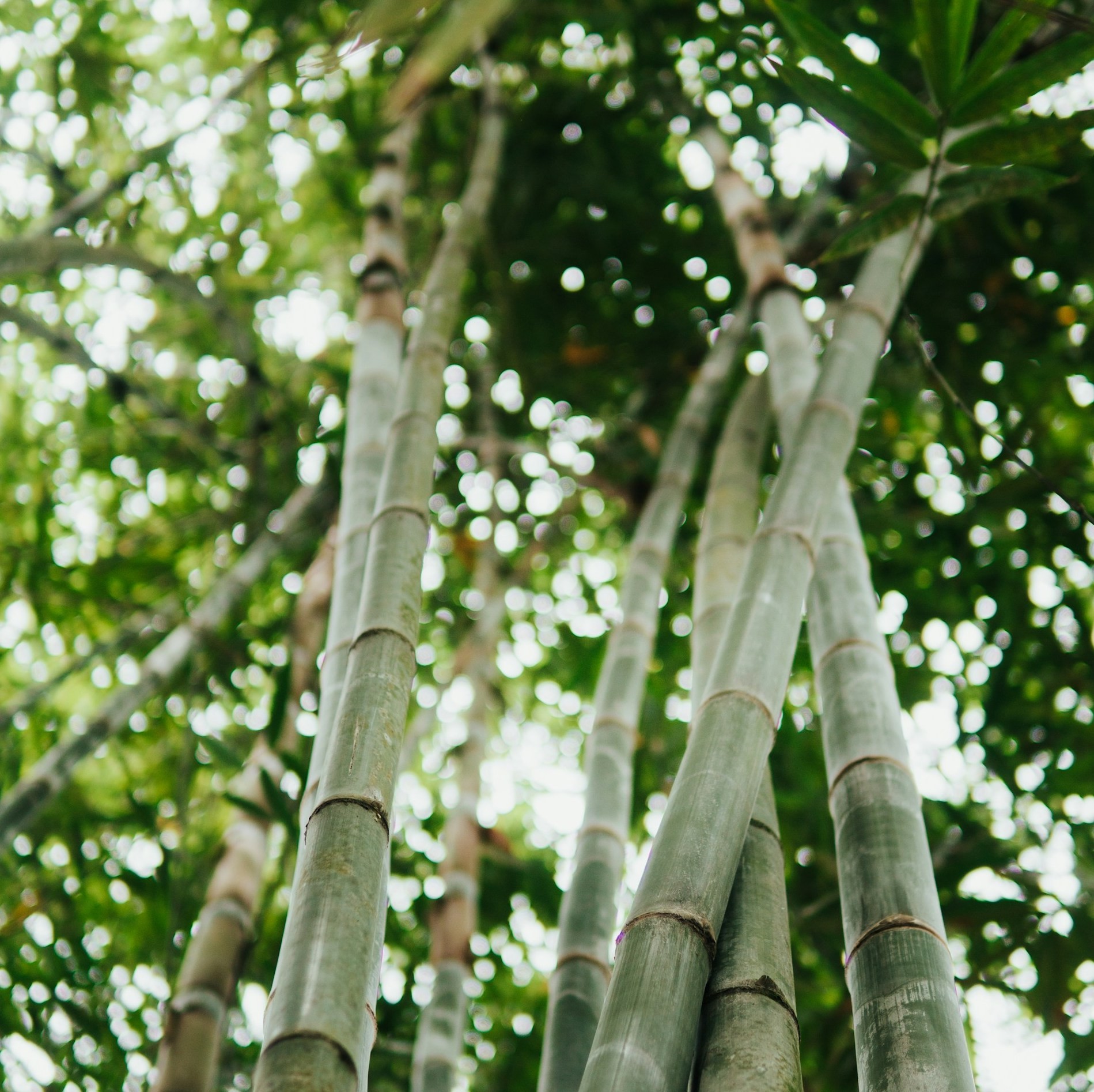ảnh: nội lực
