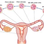 Sự phát triển của phôi trong quá trình di chuyển