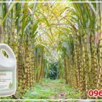 Thành phần của mật rỉ đường