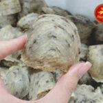 Tổ yến đảo tự nhiên có giá trị dinh dưỡng cao nhất.