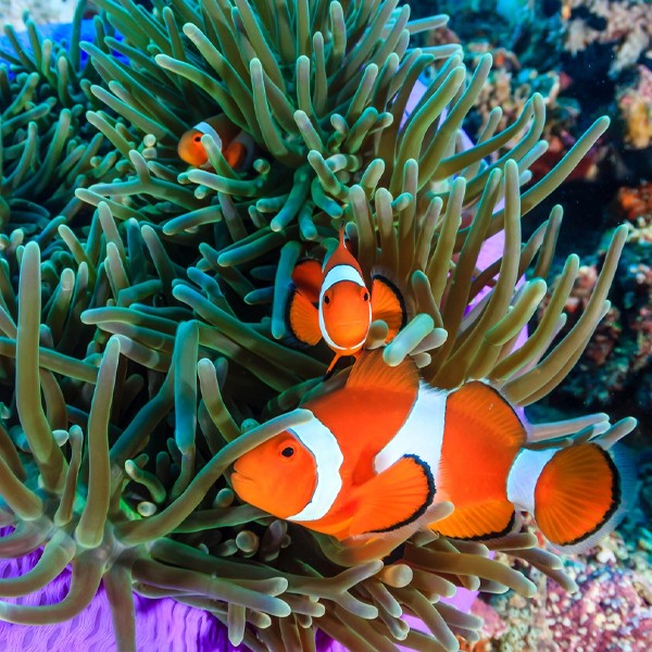 cá hề nemo ngoài tự nhiên