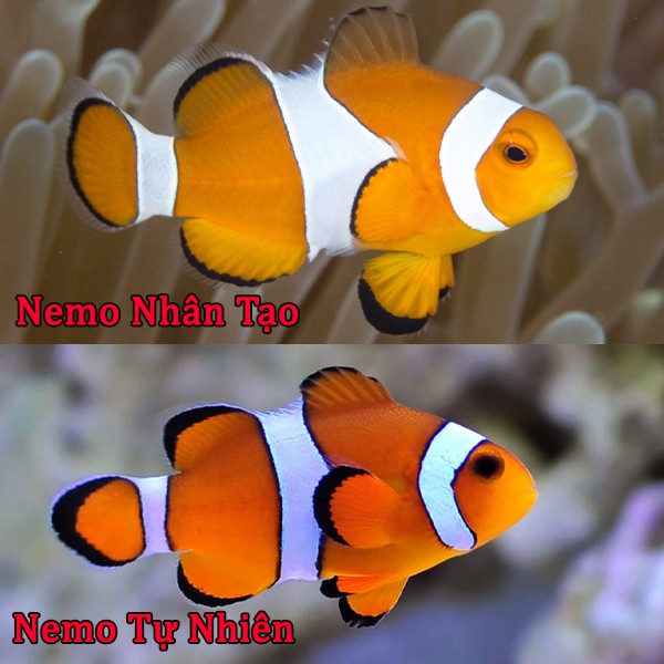 cá hề nhân tạo khỏe mạnh và dễ nuôi hơn cá hề tự nhiên đánh bắt về