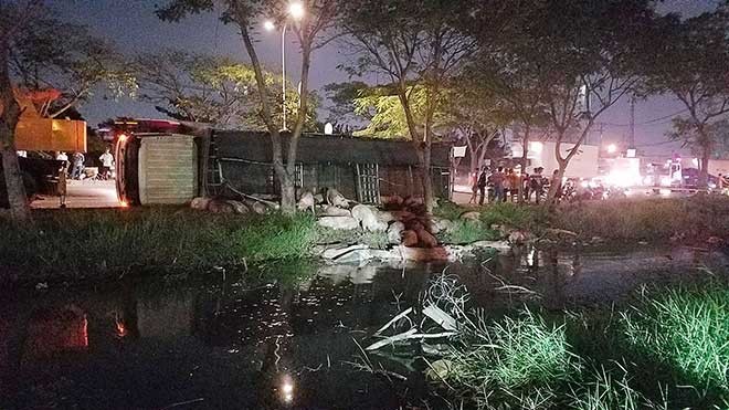 Con heo nằm la liệt trên đường sau vụ tai nạn
