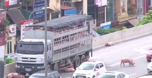 หมูบางส่วนนอนอยู่บนถนนขณะที่รถติดขัด