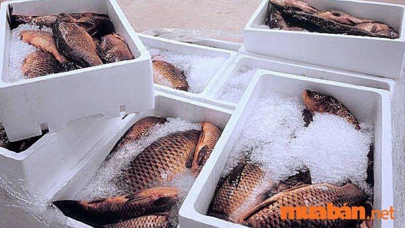 Tìm việc làm lái xe tải chở cá ở Bình Tân