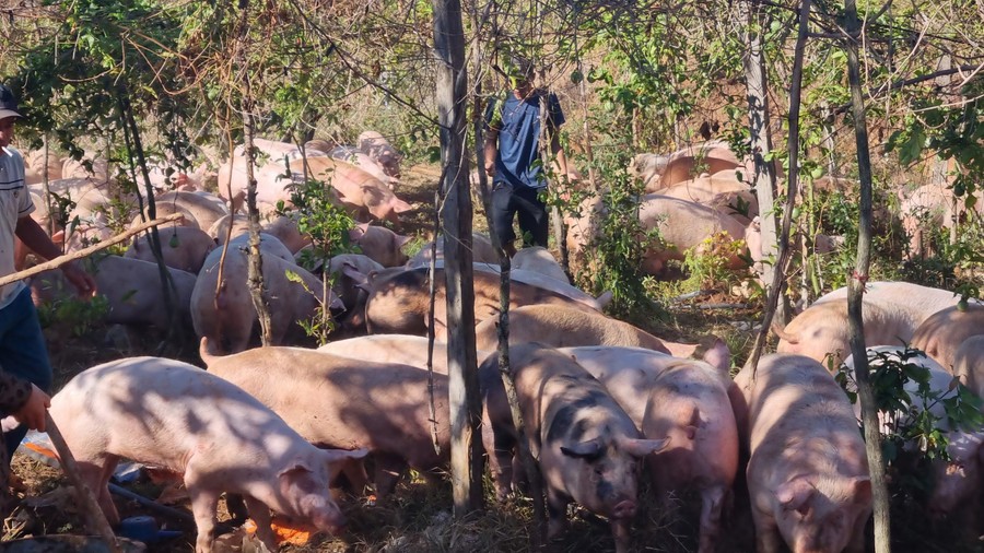 Eine Herde Schweine rennt nach dem Umkippen des Lastwagens panisch davon. Foto: K.P