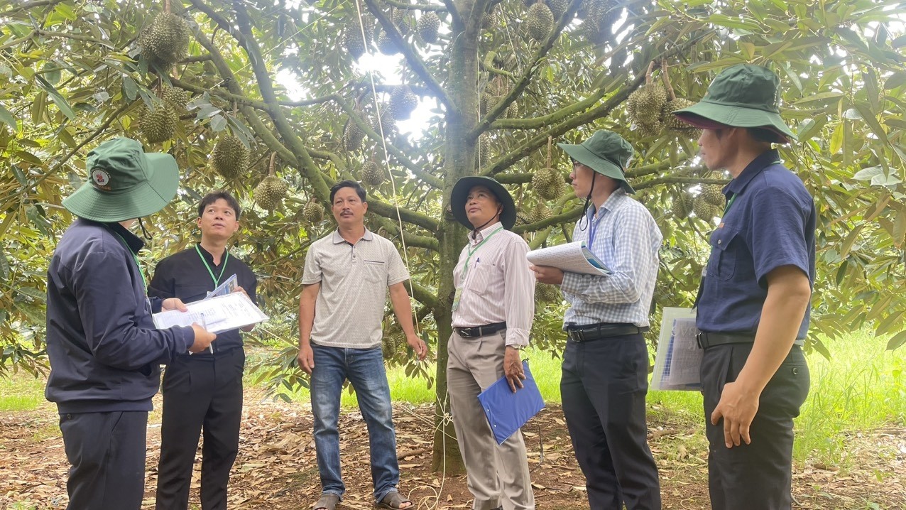 Das Organisationskomitee bewertet den Schönheitswettbewerb für Durian-Gärten in einem Durian-Garten im Rahmen des Krong Pak Durian Festivals 2024