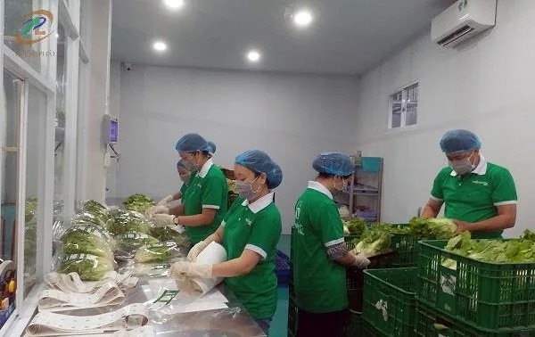 Chuẩn bị rau sạch trước khi đóng gói