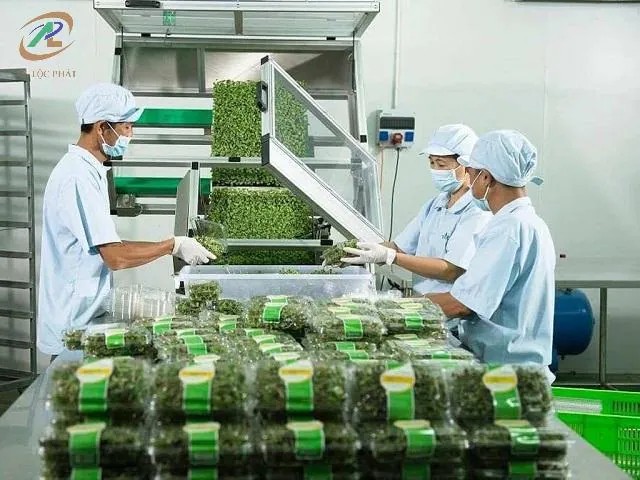 Quy trình đóng gói rau sạch an toàn