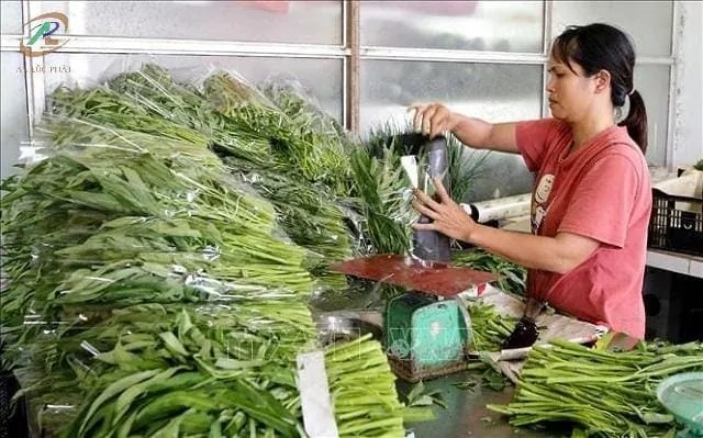 Đóng gói rau sạch đúng cách
