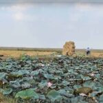 thuê xe tải chở rơm long an