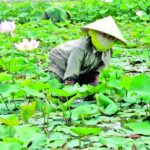 alt text: Nông dân đang lặn ngụp dưới bùn để thu hoạch ngó sen