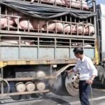 Cán bộ thú y phun thuốc tiêu độc khử trùng phương tiện vận chuyển lợn để đảm bảo an toàn dịch bệnh.