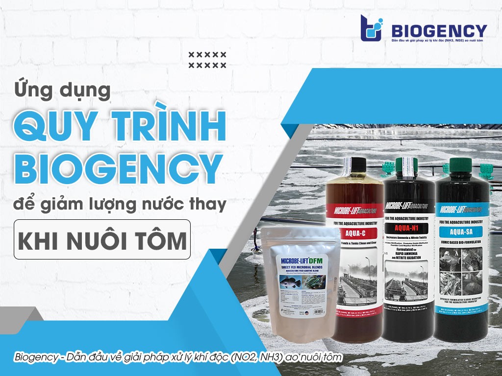 Nuôi tôm quảng canh