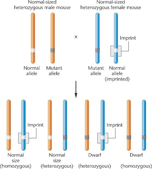 Cơ chế in vết gen thông qua methyl hóa DNA