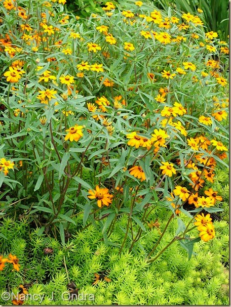 Zinnia angustifolia