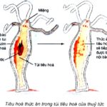 Máy cán vật liệu