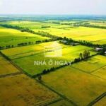 Sào ruộng là gì?