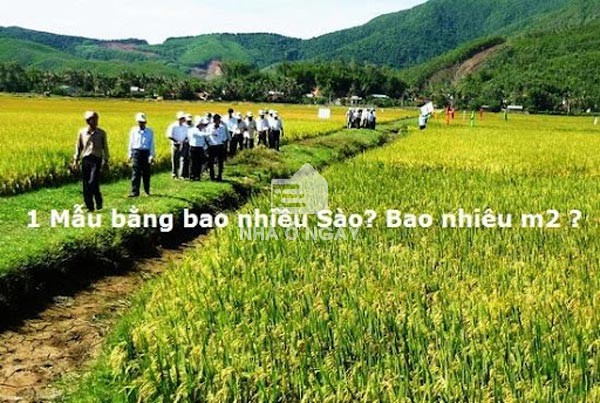 Ứng dụng của quy đổi sào ruộng sang mét vuông